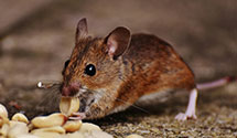 24 Hour & Emergency Exterminators in Hobucken, NC